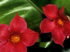 Sprawdzi się na słonecznym balkonie. Kwitnie wiele miesięcy