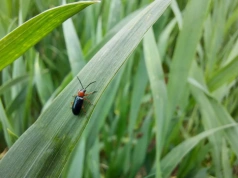 W zbożach ruszyły mszyce i skrzypionki. Jaki oprysk jeszcze działa?