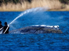 Trwa walka z czasem. Nowe informacje w sprawie wieloryba Timmy’ego