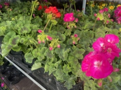 Jakie kwiaty pomogą upiększyć nasz balkon?