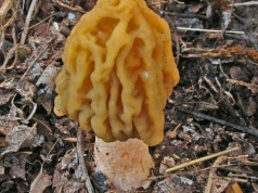 Widzisz takie grzyby w lesie? Nie zbieraj, bo słono za nie zapłacisz