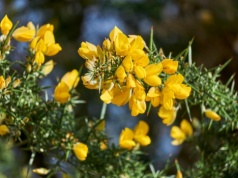 Roślina o żółtych kwiatach zakazana w ogrodach. Za złamanie przepisów nawet 1 mln zł kary