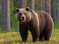 Tragiczny atak niedźwiedzia w Bieszczadach, nie żyje 58 letnia kobieta