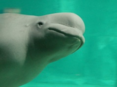 Wpłynęła do rzeki niedaleko stolicy. Naukowcy zachodzą w głowę