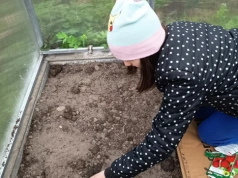 Chcesz mieć warzywa wcześniej? Siew pod osłonami daje szybsze zbiory