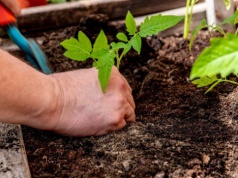 Ogrodnicy trzymają się tego przy sadzeniu pomidorów. Zasada 7 dni decyduje o plonach