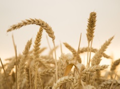 Amerykańskie młyny zamówiły w Polsce 120 tysięcy ton pszenicy. Chodzi o zboże z nowych zbiorów