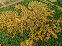 Gigantyczny orzeł ukryty w polskim lesie. Aż trudno uwierzyć