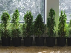 Tuje przy granicy działki? Sąd Najwyższy nie ma litości dla sąsiada