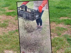 Jak uratować "łysy" trawnik? Dwa tygodnie i zapomnisz o prześwitach. Będzie zielony i gęsty