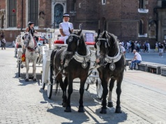 Mocny apel ws. krakowskich koni dorożkarskich. „Koń nie jest rekwizytem”