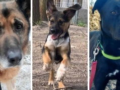 Porzucone, ale pełne miłości. Psy ze schroniska czekają na nowy dom