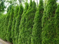 Tuje przekroczyły tę wysokość? Sąsiad może cię podać do sądu