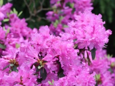 Nim przyjdzie maj, zrób to z rododendronem. Szybko sobie podziękujesz