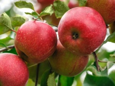 Co się stanie, gdy codziennie zjesz jabłko? Organizm szybko to odczuje