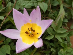 Zaproszenie do ogrodu botanicznego w Katowicach