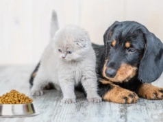 Obowiązkowe chipy dla psów i kotów. Potem ubezpieczenie