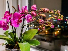 Zrób to ze storczykiem o 22:00. Zakwitnie tak, że zabraknie ci podpórek