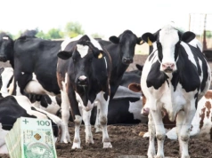 Niepokój na rynku mleka. Rolnicy i mleczarnie liczą straty