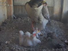 Trzy pisklaki sokołów wędrownych wykluły się na kominie PGE Elektrociepłowni Wrotków w Lublinie