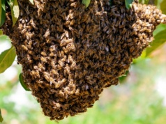 Rój pszczół uwieszony na gałęzi. Jak się zachować?