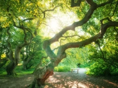 Przypomina las Madery, ale jest bliżej. Piękne miejsce w uzdrowisku