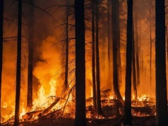 Pożary lasów w Japonii. Ewakuowano tysiące osób
