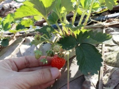 Ta niepozorna mieszanka robi ogromną różnicę. Truskawki zyskają smak oraz będą duże