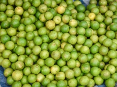 Włoska gwiazda. Może obniżyć cholesterol nawet o 40 proc.