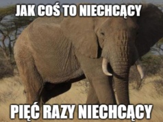 Gabon: pięć słoni stratowało amerykańskiego milionera na polowaniu 