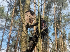 Smutne wieści z polskich lasów. Budki dla sów świecą pustkami