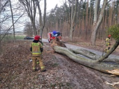 Służby MSWiA w gotowości. Strażacy interweniowali już ponad 120 razy z powodu wichur