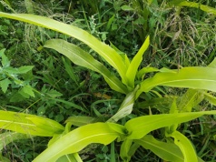 Czynniki wpływające na powodzenie zabiegu odchwaszczania kukurydzy