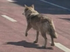 Zrobił „wilka z AI dla zabawy”. Teraz może trafić do więzienia na 5 lat