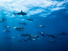 Zaroiło się od rekinów u wybrzeży Australii. Popularne plaże zamknięte