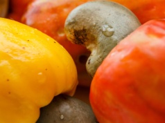 70 zł za kilogram. Najbardziej trująca roślina na świecie, a Polacy jedzą garściami