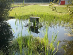 Wiosna na Kabatach. Pszczoły i ptaki z metra