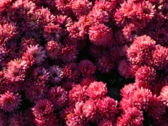 Jedna roślina i pająki znikają z domu. To nie mit