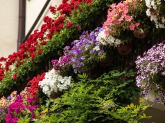 Petunie nie mają szans. Inny gatunek kwitnie nawet 8 miesięcy i prawie nic nie wymaga