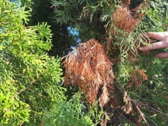 Wiosną wyglądają jak spalone? To nie mróz zniszczył tuje