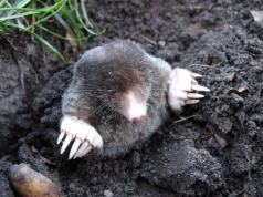 Wrzuć do kopca i… uważaj. Ten zapach działa na krety, ale może zaszkodzić