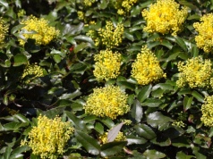 Znudziły ci się tuje? Ten krzew daje prywatność i pięknie kwitnie