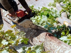 Wycinka drzew na gruntach KOWR