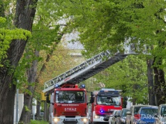 Silny wiatr w regionie. Strażacy usuwają powalone drzewa