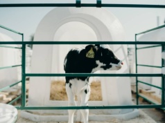 Ukryty problem budek dla cieląt: jakość powietrza