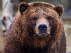 W Tatrach więcej niedźwiedzi niż w poprzednich latach – co najmniej 64 osobniki