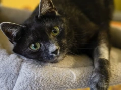 Ruszyły zapisy na bezpłatne kastracje psów i kotów. Sprawdź, gdzie robią te zabiegi