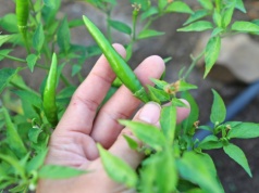 Ten sposób sadzenia fasolki znają tylko doświadczeni ogrodnicy. Zasada 5:30 robi różnicę