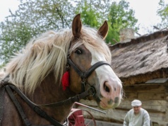 Pokaz Orki Konnej i Wiosennych Prac Polowych w Muzeum Wsi Lubelskiej