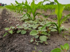 Jak skutecznie odchwaszczać kukurydzę w praktyce?